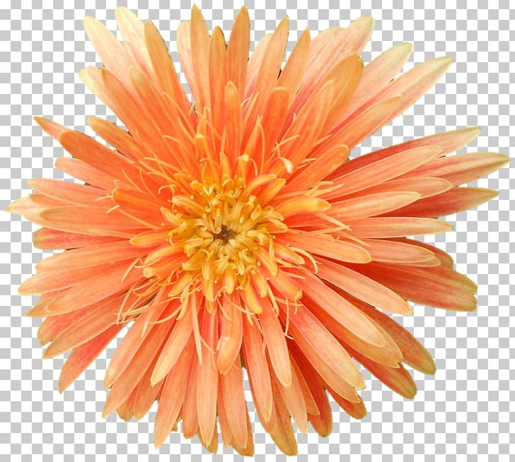 Transvaal Daisy Cut Flowers Chrysanthemum Dahlia Petal PNG, Clipart, Annual Plant, Chrysanthemum, Chrysanths, Cut Flowers, Dahlia Free PNG Download