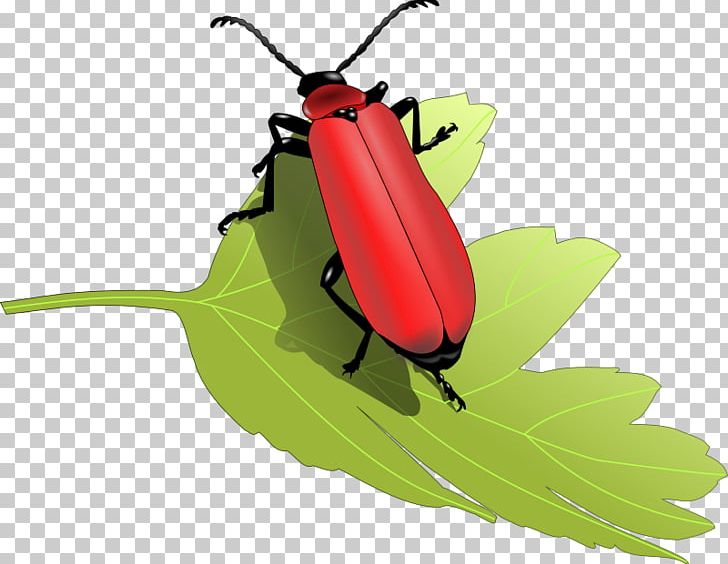 Beetle PNG, Clipart, Animals, Arthropod, Beetle, Computer Icons, Desert Plant Free PNG Download