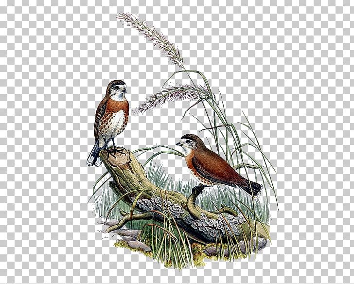 Bird Feather Sparrow Beak PNG, Clipart, Animal, Animals, Beak, Bird, Birdofparadise Free PNG Download