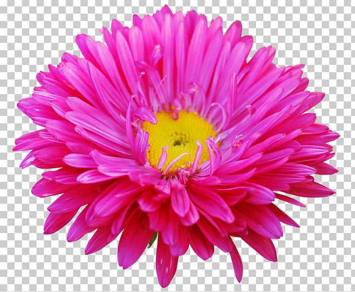 Blog Award PNG, Clipart, Annual Plant, Chrysanths, Dahlia, Daisy Family, Flower Free PNG Download