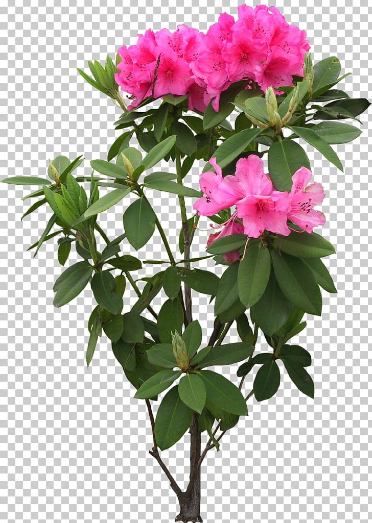 Flower Tree Rhododendron Simsii 中国十大名花 PNG, Clipart, Annual Plant, Azalea, Cut Flowers, Flower, Flowering Plant Free PNG Download
