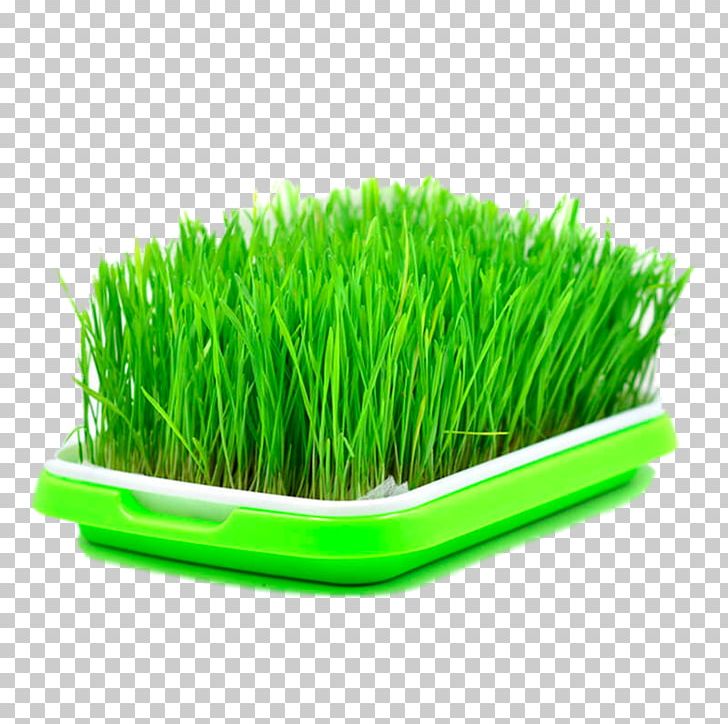 Seed Wheatgrass Sowing Sprouting PNG, Clipart, Agriculture, Boxes, Boxing, Cardboard Box, Commodity Free PNG Download