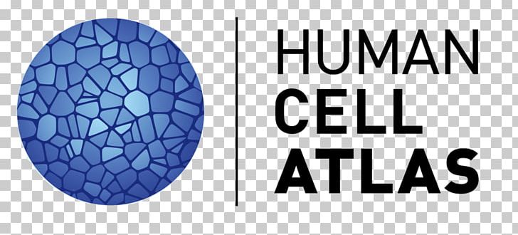 White Blood Cell Human Genome Project Homo Sapiens PNG, Clipart, Area, Atlas, Blue, Bone Marrow, Brand Free PNG Download