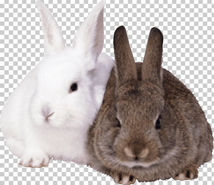 European Rabbit PNG, Clipart, Animals, Biology, Catlover, Clipping Path, Cottontail Rabbit Free PNG Download