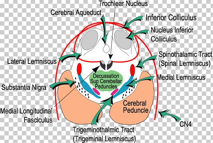 Inferior Colliculus Superior Colliculus Midbrain Tectum Brainstem PNG, Clipart, Angle, Area, Brain, Brainstem, Cerebellum Free PNG Download