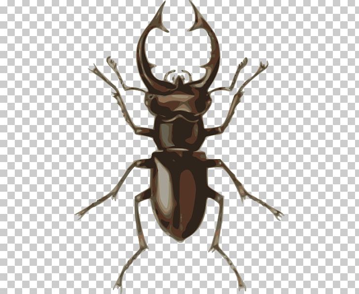 Stag Beetle Drawing PNG, Clipart, Antler, Arthropod, Beetle, Beetle Cliparts, Clip Art Free PNG Download