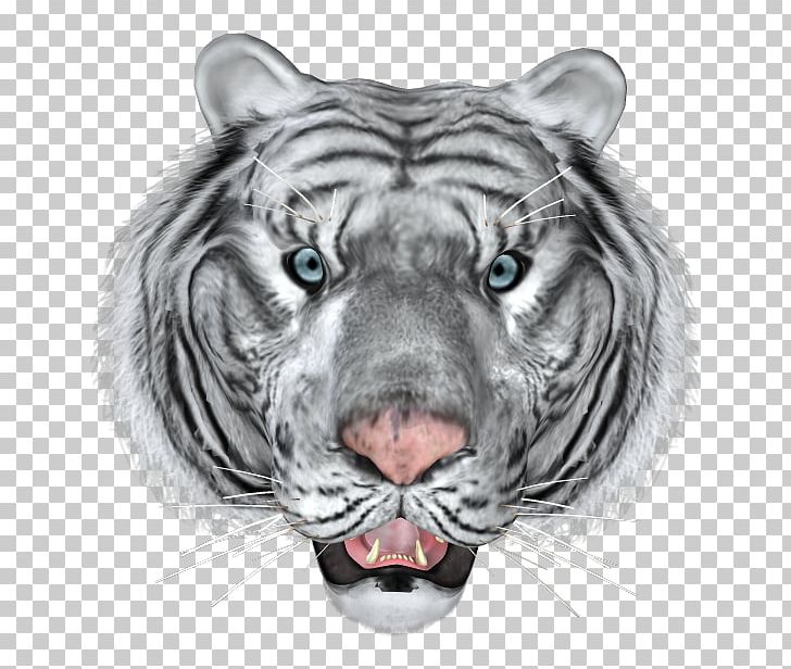Bengal Tiger Cat Lion White Tiger Animal PNG, Clipart, Animal, Animals, Bengal Tiger, Big Cat, Big Cats Free PNG Download
