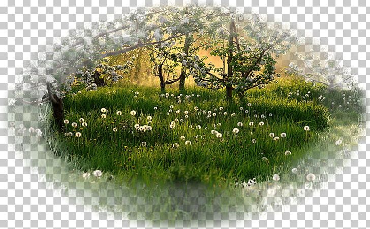 Desktop 1080p High-definition Television Dandelion Tree PNG, Clipart, 720p, 1080p, Blossom, Dandelion, Degisik Free PNG Download