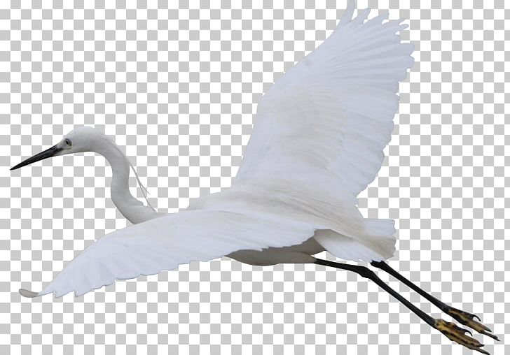 Fujian White Crane Bird Cygnini PNG, Clipart, Beak, Crane, Crane Like Bird, Download, Ducks Geese And Swans Free PNG Download