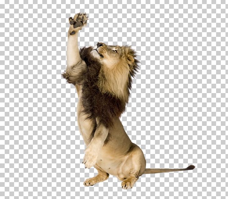 Lion Photography Tiger PNG, Clipart, Animals, Aslan, Big Cats, Carnivoran, Cat Like Mammal Free PNG Download