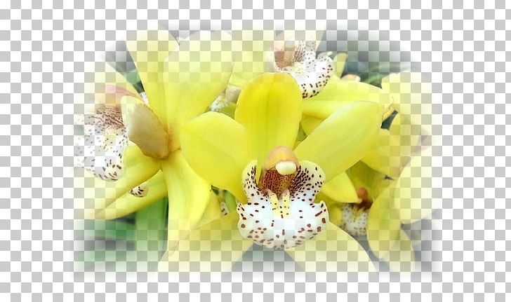 Orchids Dog Flower Quotation Idea PNG, Clipart, Cattleya, Computer Wallpaper, Decorative, Floral, Floral Patterns Free PNG Download