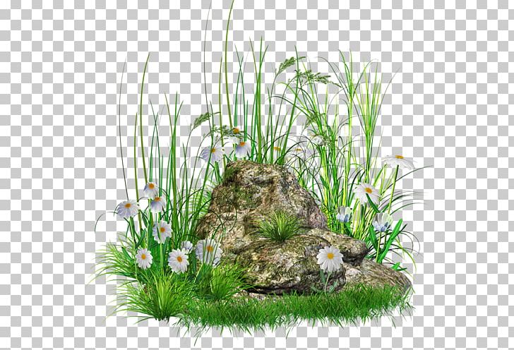 Rock PNG, Clipart, Aquarium Decor, Aquatic Plant, Clip Art, Computer Icons, Document Free PNG Download