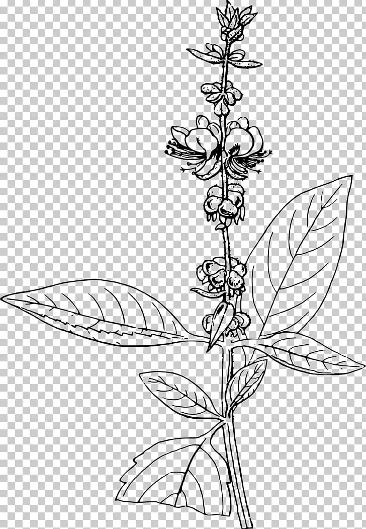 Basil Thirty-five Years In The East: Adventures PNG, Clipart, Branch, Cartoon, Flower, Leaf, Miscellaneous Free PNG Download