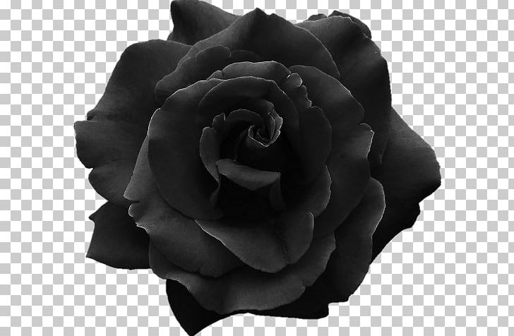 Black Rose Clothing Desktop PNG, Clipart, Black, Black And White, Black Rose, Clothing, Cut Flowers Free PNG Download