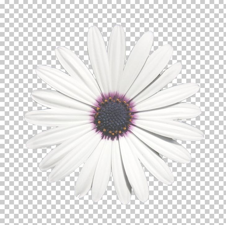 Common Daisy Chrysanthemum Transvaal Daisy Oxeye Daisy Purple PNG, Clipart, Blanche, Chrysanthemum, Chrysanths, Closeup, Common Daisy Free PNG Download