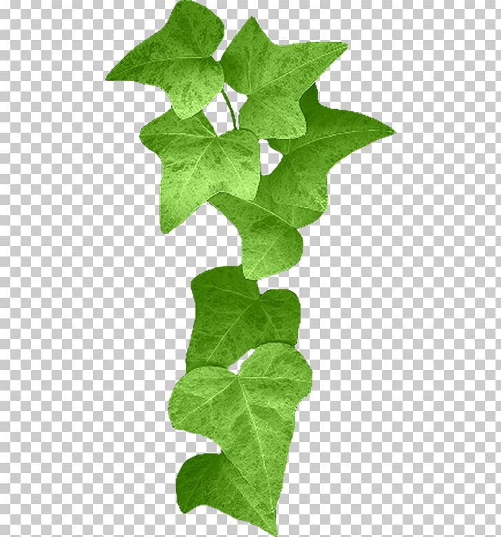 Leaf Yandex Search Breathing PNG, Clipart, Breathing, Fleur, Ivy, Leaf, Plant Free PNG Download