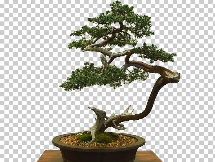 Sageretia Theezans Literati Style Penjing: Chinese Bonsai Masterworks Flowerpot Tree PNG, Clipart, Branch, Daum, Evergreen, Flickr, Garden Free PNG Download