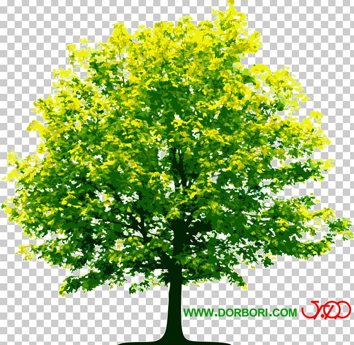 Tree Business Hardwood PNG, Clipart, Architectural Engineering, Botanical, Branch, Business, Evergreen Free PNG Download