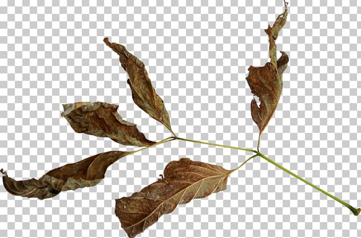 Twig Leaf Encapsulated PostScript PNG, Clipart, Autumn, Autumn Leaves, Branch, Computer Icons, Desktop Wallpaper Free PNG Download