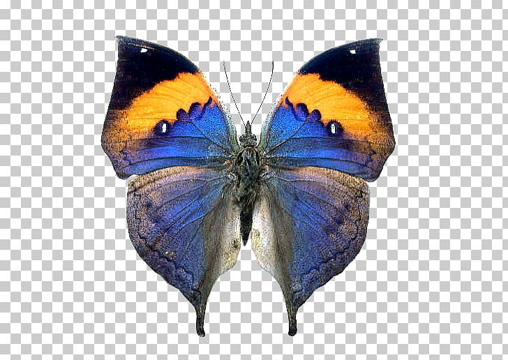 Butterfly Insect Orange Oakleaf Stock Photography PNG, Clipart, Arthropod, Brush Footed Butterfly, Butterflies And Moths, Butterfly, Can Stock Photo Free PNG Download