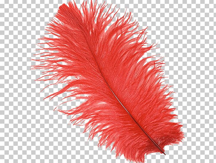 Common Ostrich Feather Boa Plume Bird PNG, Clipart, Animals, Bird, Color, Common Ostrich, Costume Free PNG Download