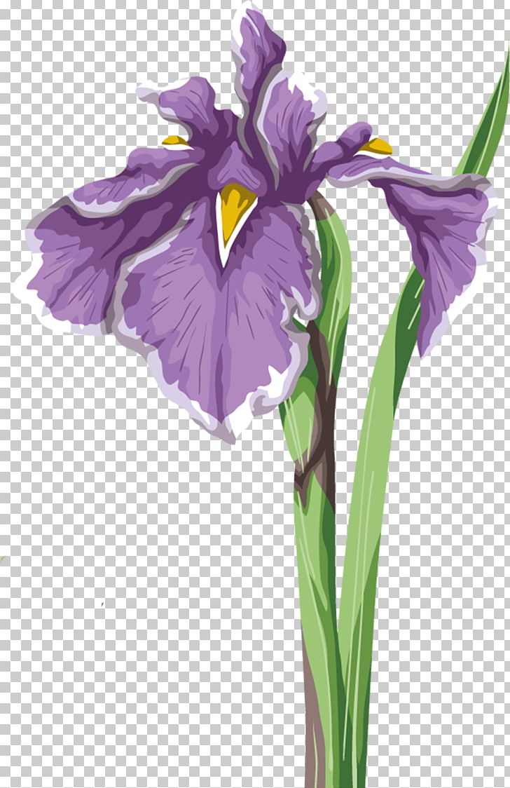 Iris Flower Data Set Wall Iris Iris Versicolor PNG, Clipart, Beyaz, Computer Icons, Cut Flowers, Flower, Flowering Plant Free PNG Download