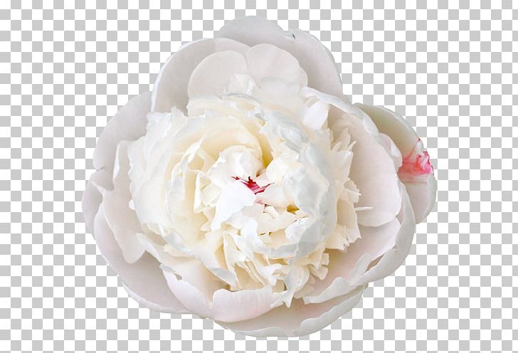 Peony White Flower Color PNG, Clipart, Cream, Cut Flowers, Dairy Product, Flavor, Flower Free PNG Download