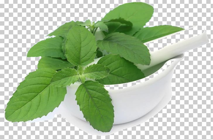 Thai Cuisine Holy Basil Thai Basil Herb PNG, Clipart, Alternative Medicine, Basil, Cooking, Coriander, Extract Free PNG Download