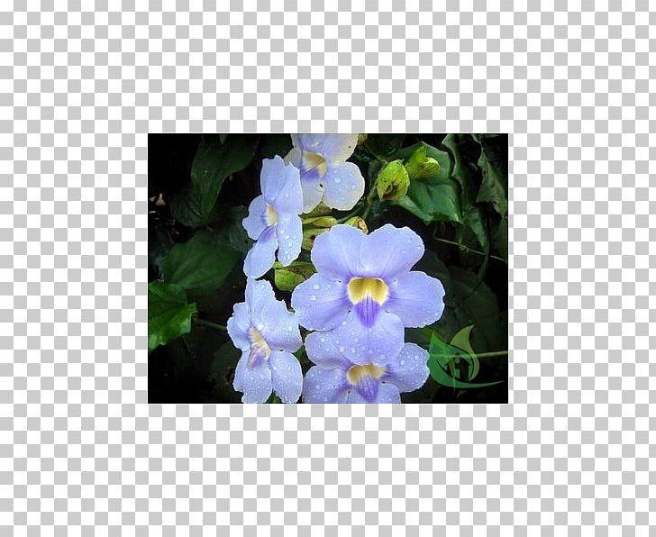 Aubrieta Petal Hedge Flower Annual Plant PNG, Clipart, Annual Plant, Aubretia, Aubrieta, Bellandris Rehner Garden Center, Bellflower Family Free PNG Download