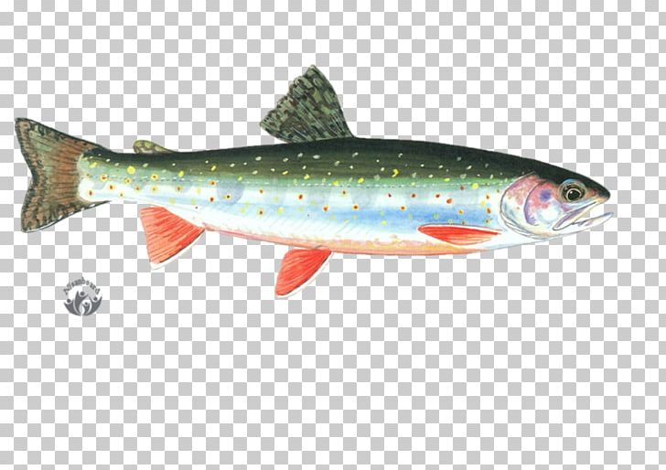 Coastal Cutthroat Trout Desktop Fish Meat PNG, Clipart, Animal, Animals, Artistic, Bony Fish, Brown Trout Free PNG Download