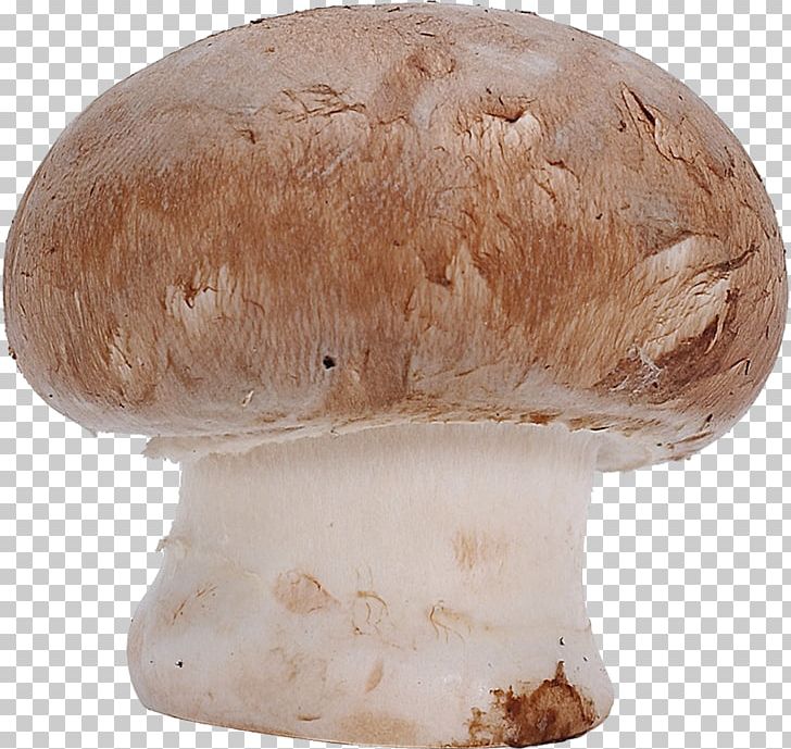 Common Mushroom Fungus Agaricus Campestris PNG, Clipart, Agaricaceae, Agaricomycetes, Agaricus, Agaricus Campestris, Boletus Edulis Free PNG Download