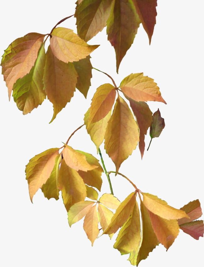 Leaves PNG, Clipart, Autumn, Blade, Leaves, Leaves Clipart, Yellow Free PNG Download