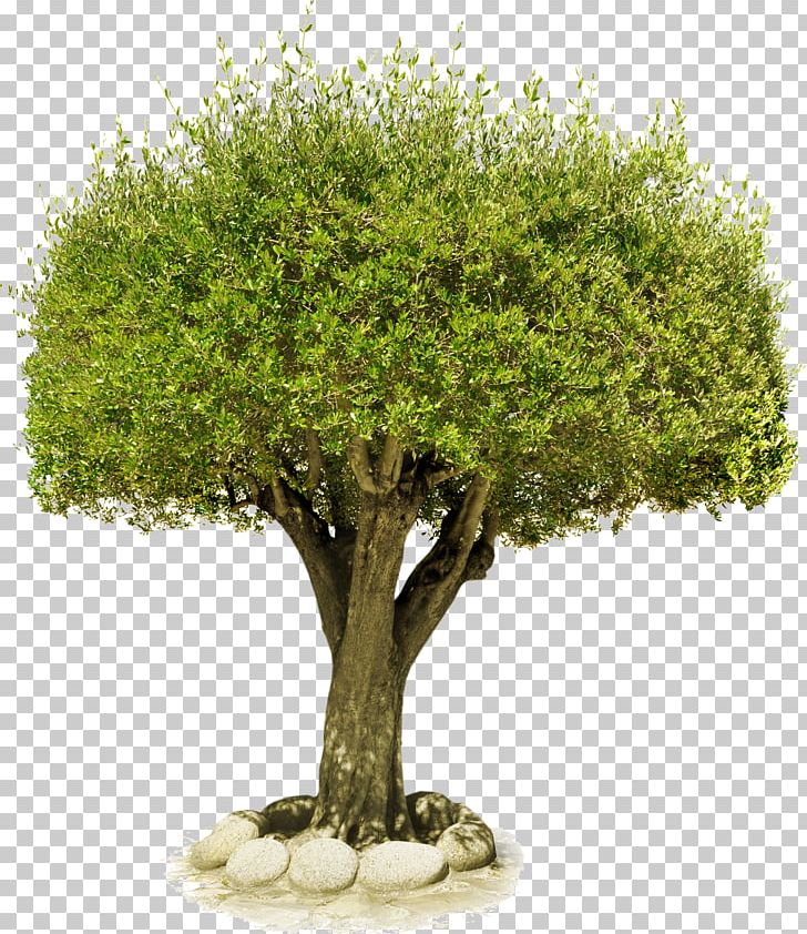 Tree PNG, Clipart, Computer Icons, Desktop Wallpaper, Download, Encapsulated Postscript, Flowerpot Free PNG Download