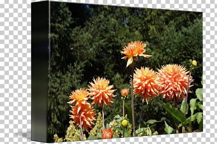 Dahlia Wildflower PNG, Clipart, Dahlia, Daisy Family, Flora, Flower, Flowering Plant Free PNG Download