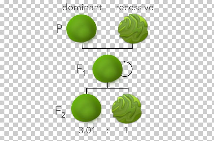 Mendelian Inheritance Generatie Self-pollination Phenotype Biology PNG, Clipart, Biology, Citrus, Experiment, Expression, Fruit Free PNG Download