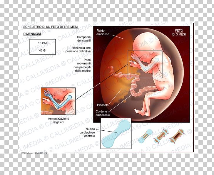 Fetus Human Skeleton Cartilage Prenatal Development PNG, Clipart, Anatomy, Bone, Brand, Cartilage, Child Free PNG Download