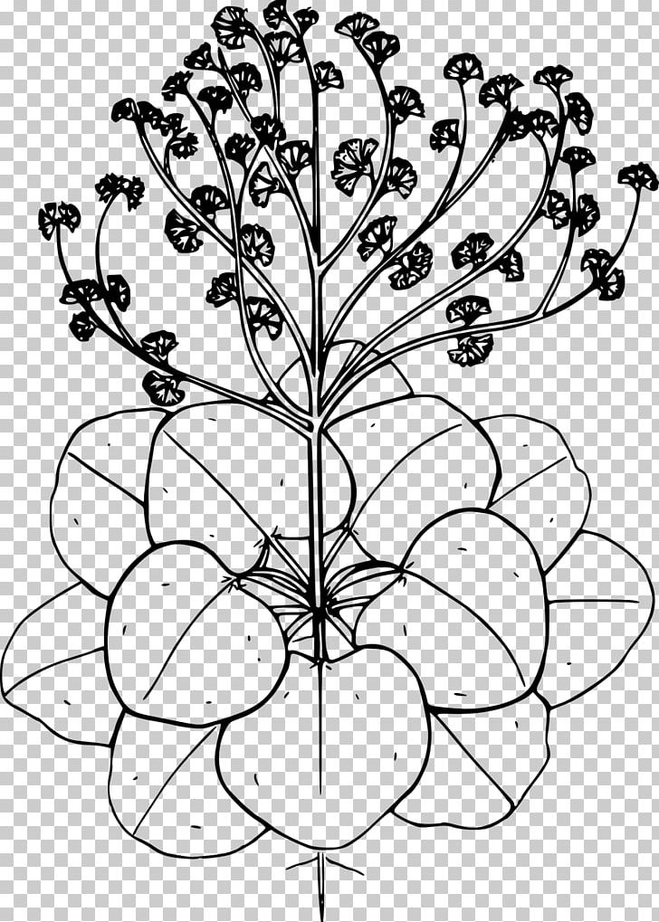Drawing Flower Line Art PNG, Clipart, Area, Art, Black And White, Buckwheat, Drawing Free PNG Download