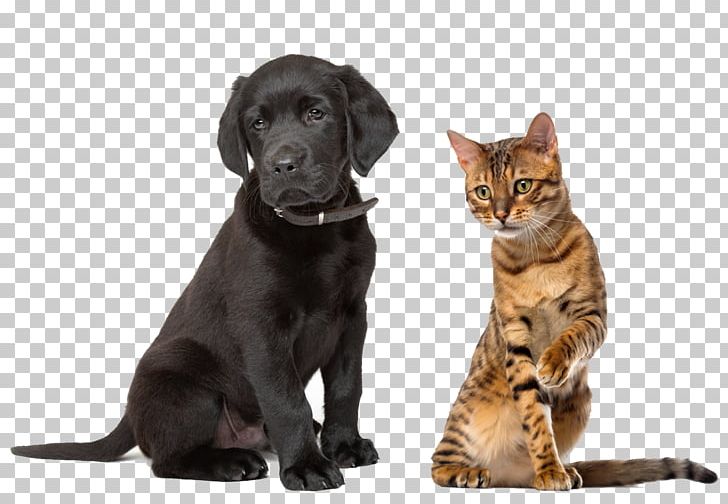 Labrador Retriever Sussex Spaniel Puppy Kitten Cat PNG, Clipart, Animal, Animals, Black And White, Carnivoran, Cat Like Mammal Free PNG Download