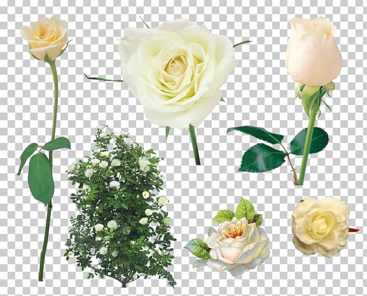 Shrub Garden Roses PNG, Clipart, Artificial Flower, Computer Icons, Digital Image, Flo, Floral Design Free PNG Download