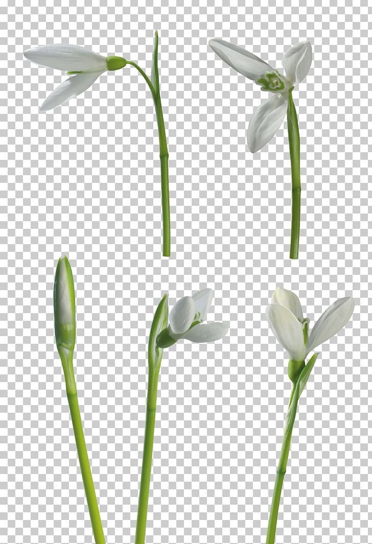 Snowdrop Flower PNG, Clipart, Bud, Desktop Wallpaper, Encapsulated Postscript, Flora, Flower Free PNG Download