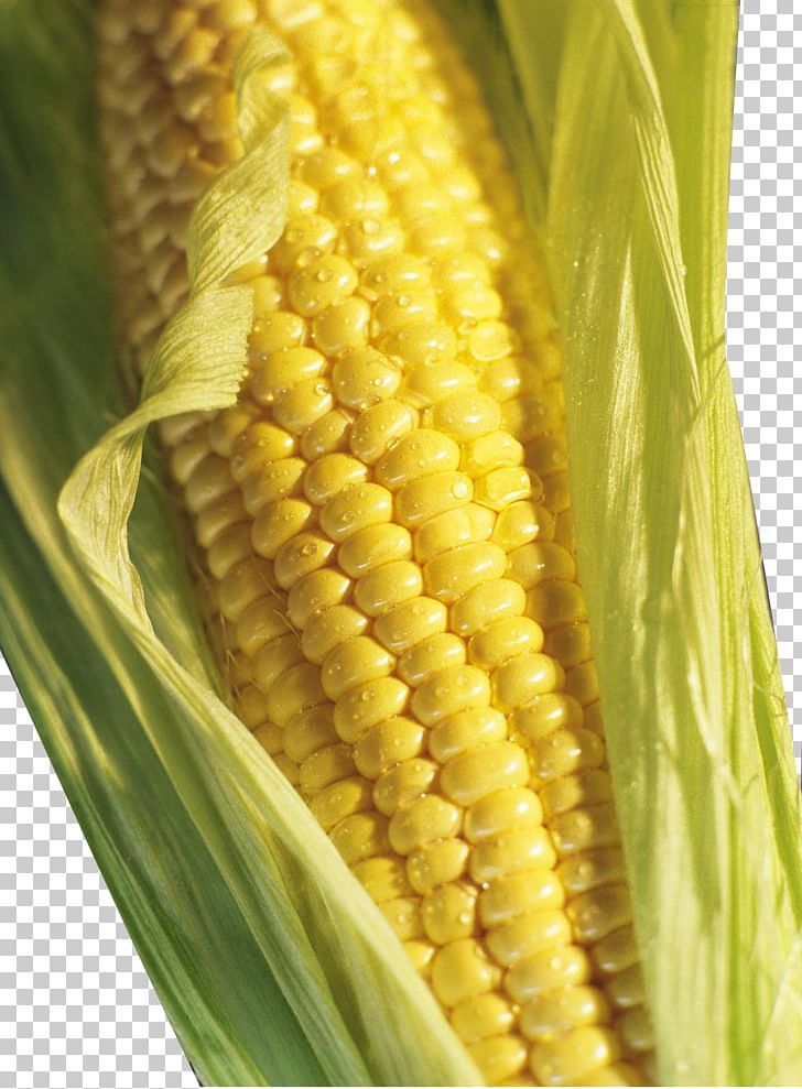 Corn On The Cob Brazil Grits Maize Groat PNG, Clipart, Blue, Cartoon Corn, Caryopsis, Cereal, Commodity Free PNG Download
