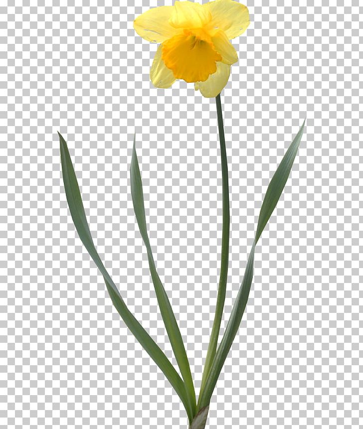 Daffodil Tulip Cut Flowers PNG, Clipart, Amaryllis Family, Cut Flowers, Daffodil, Flower, Flowering Plant Free PNG Download