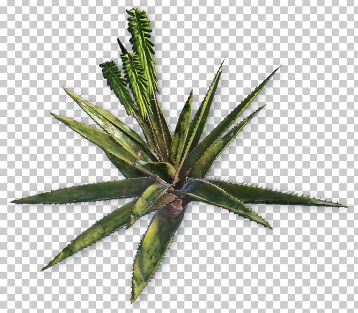 Far Cry 3 Far Cry 4 Plant Far Cry Primal Aloe Vera PNG, Clipart, Agave, Aloe, Aloe Vera, Far Cry, Far Cry 3 Free PNG Download