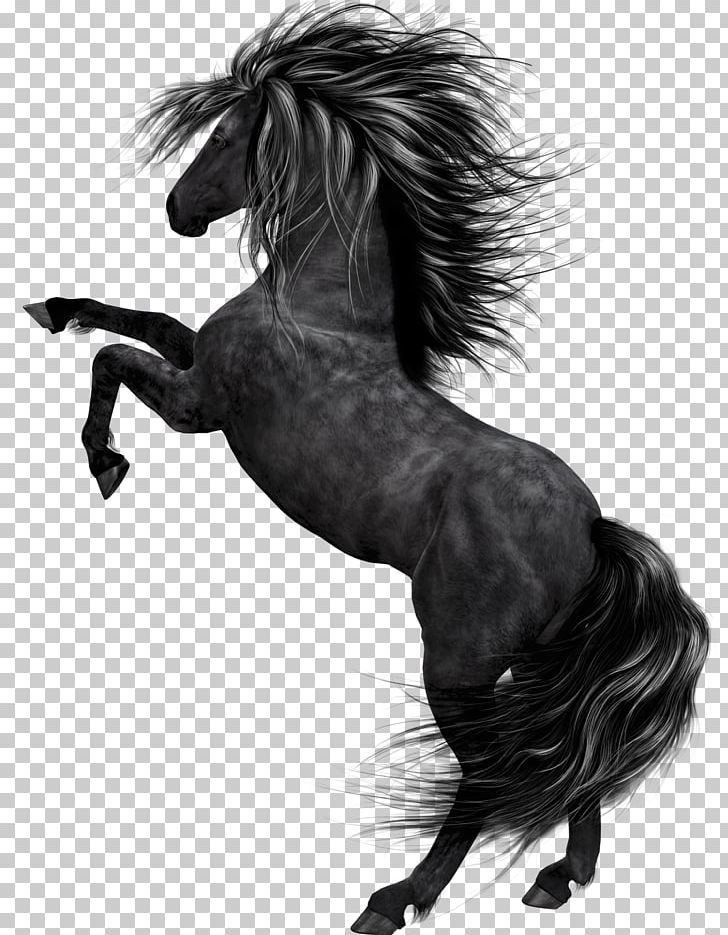 Horse Black Foal PNG, Clipart, Animals, Black And White, Bridle, Colt, Desktop Wallpaper Free PNG Download