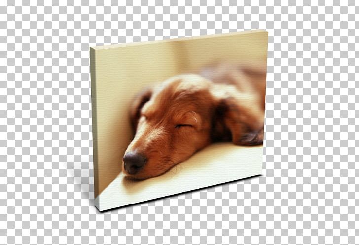 Irish Setter Puppy Dachshund No Pet PNG, Clipart, Animal, Bark, Breed, Canine Distemper, Carnivoran Free PNG Download