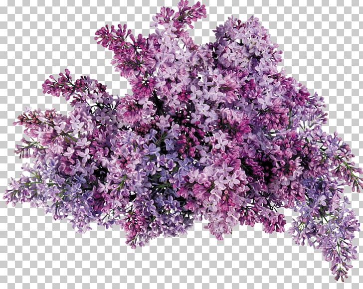 Lavender Lilac PNG, Clipart, Branch, Clip Art, Common Lilac, Desktop Wallpaper, Download Free PNG Download
