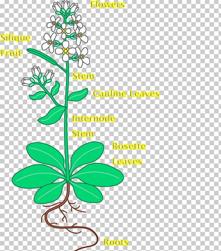 Leaf Thale Cress Flower Plant Root PNG, Clipart, Arabidopsis, Area ...