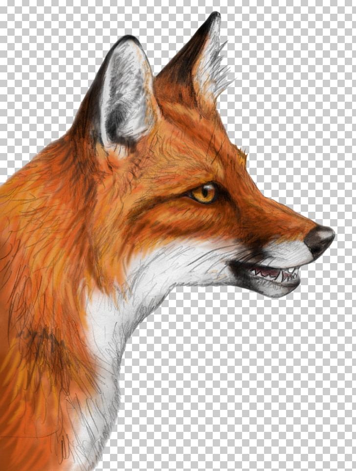 Red Fox Drawing Gray Wolf PNG, Clipart, Animals, Art, Blanfords Fox, Carnivoran, Cross Fox Free PNG Download