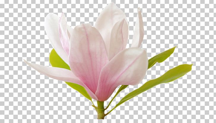 Tulip Plant Stem Bud Petal Herbaceous Plant PNG, Clipart, Blossom, Bud, Flore, Flower, Flowering Plant Free PNG Download