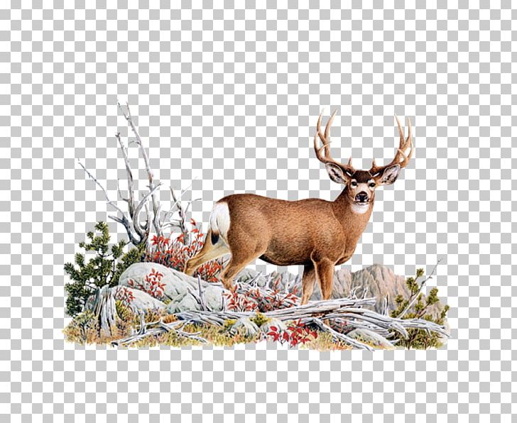 White-tailed Deer Mule Deer Red Deer PNG, Clipart, Animals, Antler, Blacktailed Deer, Christmas Deer, Creative Free PNG Download